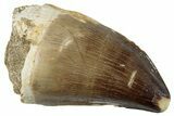 Fossil Mosasaur (Prognathodon) Tooth - Morocco #259991-1